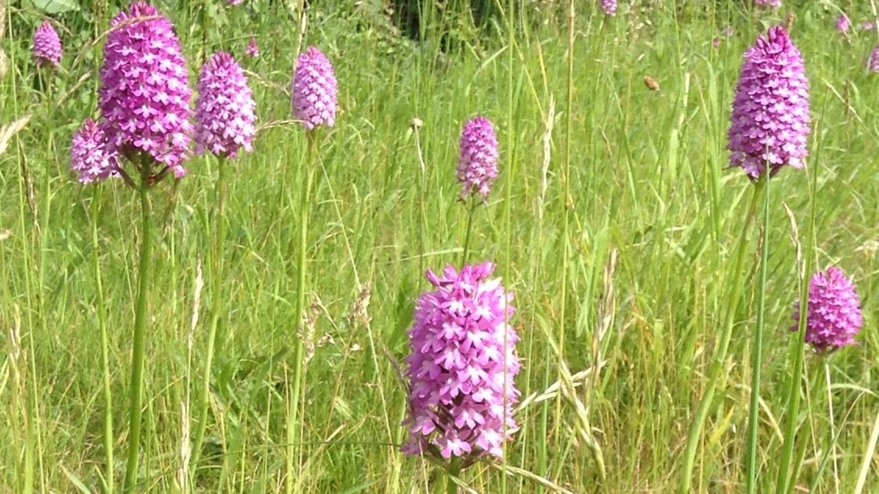 numerous purple orchids in a grassland